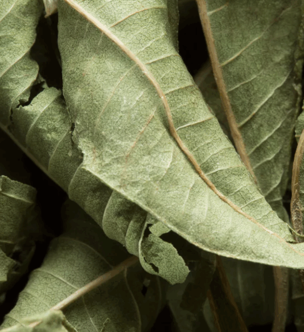 Tisane verveine - DAMMANN FRERES