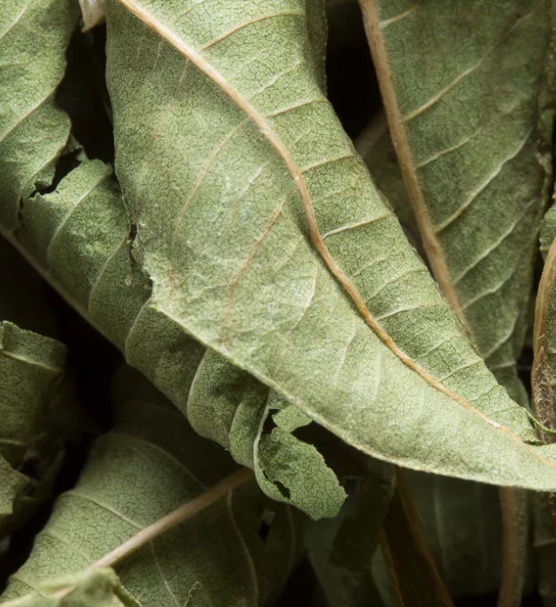 Tisane verveine - DAMMANN FRERES